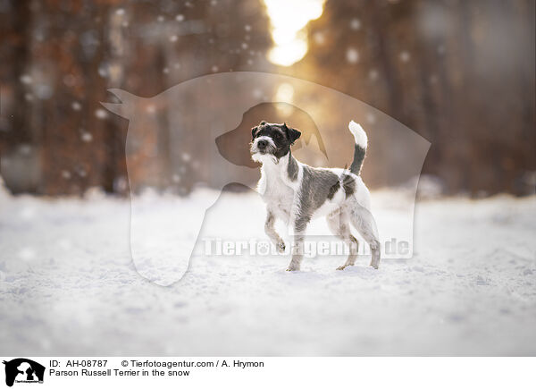 Parson Russell Terrier im Schnee / Parson Russell Terrier in the snow / AH-08787