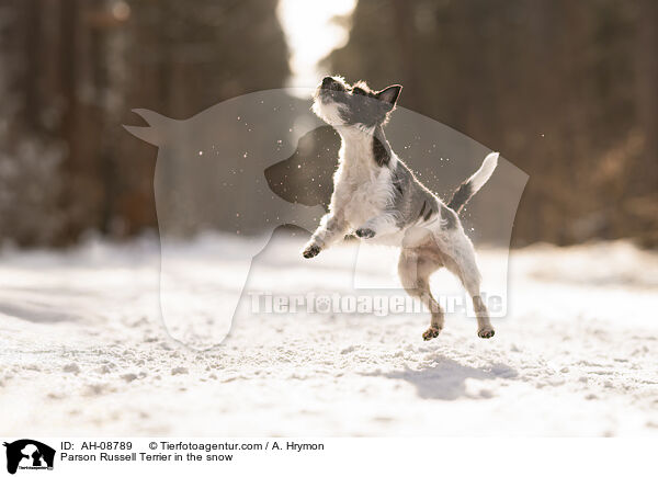 Parson Russell Terrier im Schnee / Parson Russell Terrier in the snow / AH-08789