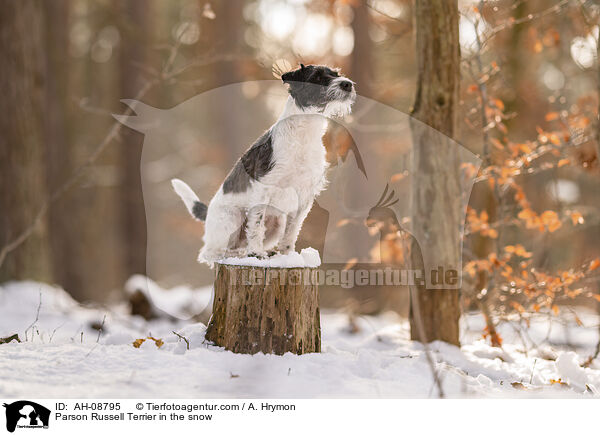 Parson Russell Terrier im Schnee / Parson Russell Terrier in the snow / AH-08795