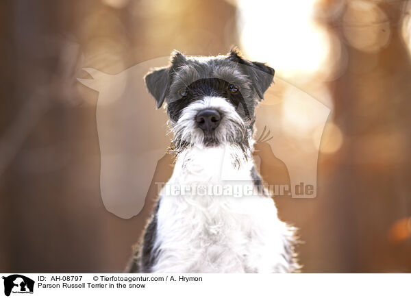 Parson Russell Terrier im Schnee / Parson Russell Terrier in the snow / AH-08797