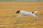 running Parson Russell Terrier