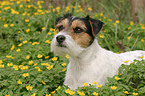 Parson Russell Terrier in flower field