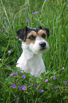 Parson Russell Terrier Portrait