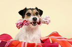 Parson Russell Terrier on blanket