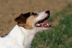 Parson Russell Terrier Portrait