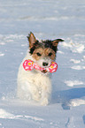 Parson Russell Terrier plays in the snow