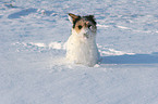 Parson Russell Terrier in the snow