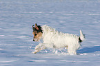 Parson Russell Terrier runs in the snow