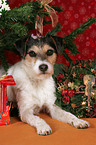 Parson Russell Terrier under christmas tree