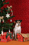 Parson Russell Terrier under christmas tree