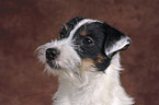 Parson Russell Terrier