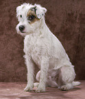 Parson Russell Terrier