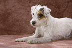 Parson Russell Terrier