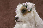 Parson Russell Terrier Portrait