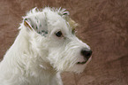 Parson Russell Terrier Portrait