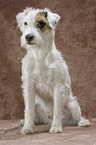 Parson Russell Terrier