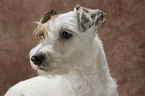 Parson Russell Terrier Portrait