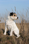 sitting Parson Russell Terrier