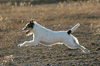 running Parson Russell Terrier