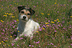 Parson Russell Terrier in flower field