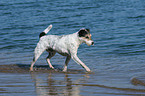 walking Parson Russell Terrier