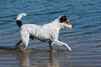 walking Parson Russell Terrier