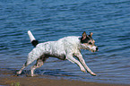 runing Parson Russell Terrier