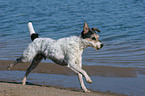 runing Parson Russell Terrier