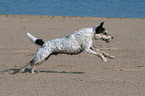 runing Parson Russell Terrier