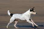 runing Parson Russell Terrier