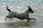 running Parson Russell Terrier