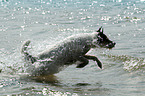 running Parson Russell Terrier