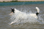 running Parson Russell Terrier