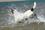 running Parson Russell Terrier