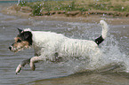 running Parson Russell Terrier