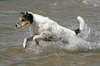 running Parson Russell Terrier