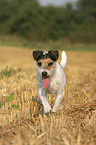 running Parson Russell Terrier