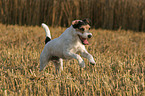 running Parson Russell Terrier