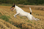 running Parson Russell Terrier