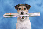 Parson Russell Terrier fetches newspaper