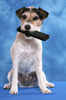 Parson Russell Terrier fetches remote control