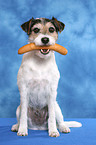 dog with sausage in mouth