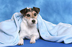 lying Parson Russell Terrier