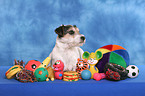 dog with a lot of toys