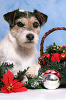 Parson Russell Terrier at christmas