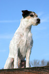 sitting Parson Russell Terrier