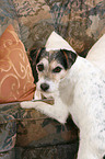 Parson Russell Terrier on sofa