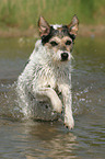 running Parson Russell Terrier in the water