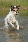 running Parson Russell Terrier in the water