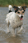 running Parson Russell Terrier in the water